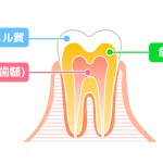 歯の構造